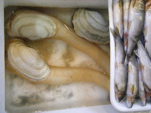 2008/05/17-�{���̔����ł�_52