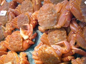 2008/05/17-�{���̔����ł�_53