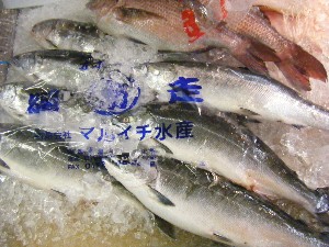 2008/05/17-�{���̔����ł�_54