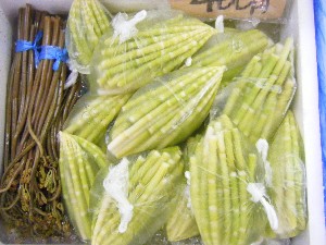 20080524-�{���̔����ł�-_1