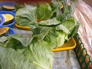 20080524-�{���̔����ł�-_11