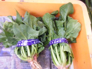 20080524-�{���̔����ł�-_16