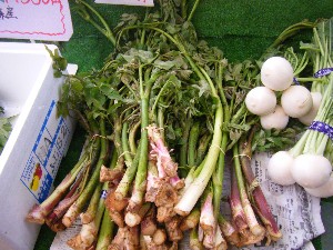 20080524-�{���̔����ł�-_18