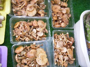 20080524-�{���̔����ł�-_21