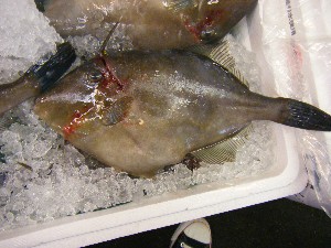20080524-�{���̔����ł�-_34