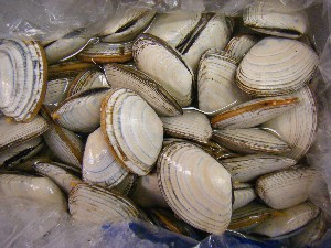 20080524-�{���̔����ł�-_35