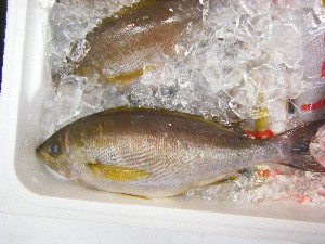 20080524-�{���̔����ł�-_36