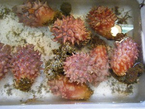 20080524-�{���̔����ł�-_37