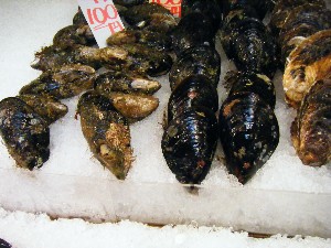 20080531-�{���̔����ł�-_1