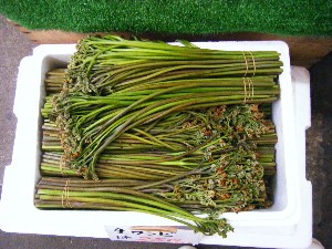 20080531-�{���̔����ł�-_2