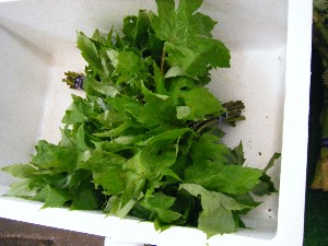 20080531-�{���̔����ł�-_4