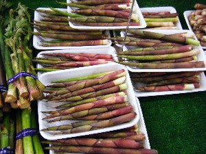 20080531-�{���̔����ł�-_7