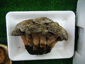 20080531-�{���̔����ł�-_8