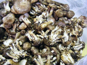 20080531-�{���̔����ł�-_10