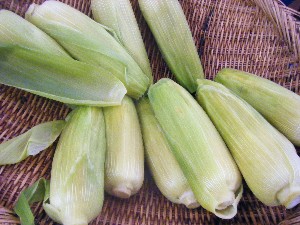 20080531-�{���̔����ł�-_13