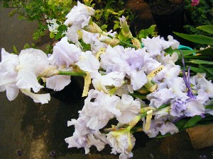 20080531-�{���̔����ł�-_24
