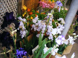20080531-�{���̔����ł�-_25