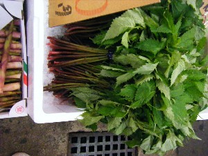 20080531-�{���̔����ł�-_29