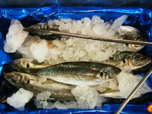 20080531-�{���̔����ł�-_36