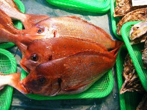 20080531-�{���̔����ł�-_37