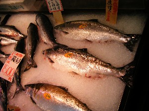 20080607-�{���̔����ł�-_14