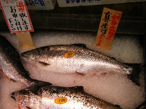 20080607-�{���̔����ł�-_15