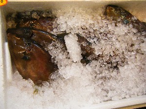20080607-�{���̔����ł�-_28