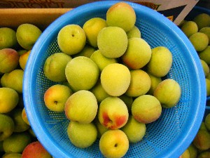 20080607-�{���̔����ł�-_56