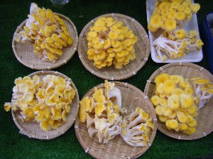 20080607-�{���̔����ł�-_5