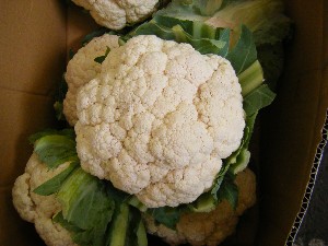 20080607-�{���̔����ł�-_10