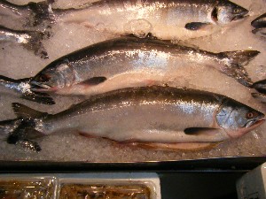 20080607-�{���̔����ł�-_26