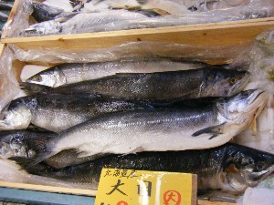 20080607-�{���̔����ł�-_34