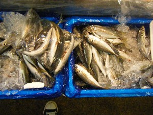 20080607-�{���̔����ł�-_40
