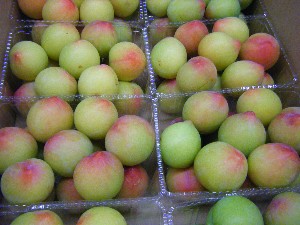 20080621-�{���̔����ł�-_4