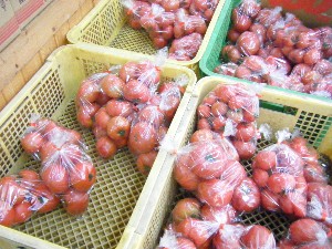 20080621-�{���̔����ł�-_9