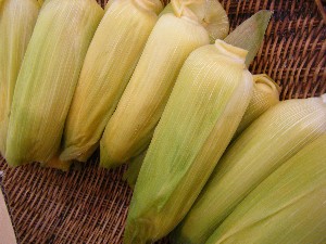 20080621-�{���̔����ł�-_14