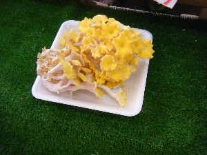 20080621-�{���̔����ł�-_18