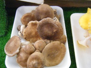 20080621-�{���̔����ł�-_19