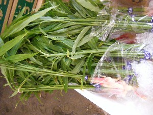20080621-�{���̔����ł�-_21