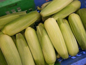 20080621-�{���̔����ł�-_27