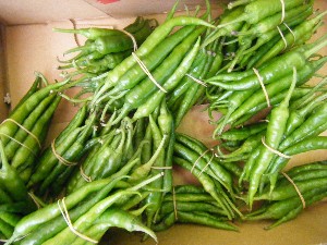20080621-�{���̔����ł�-_28