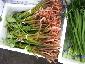 20080621-�{���̔����ł�-_43