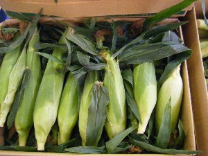 20080621-�{���̔����ł�-_44