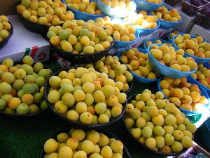 20080621-�{���̔����ł�-_45