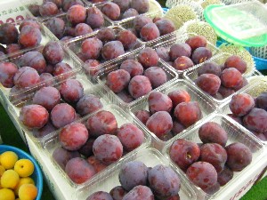 20080621-�{���̔����ł�-_46