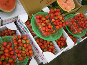 20080621-�{���̔����ł�-_48
