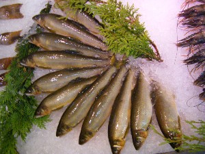 20080705-�{���̔����ł�-_19