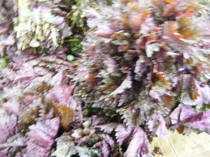 20080712-�{���̔����ł�-_18
