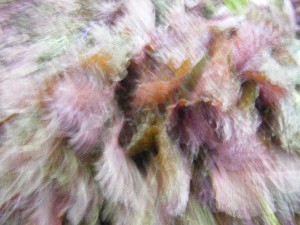 20080712-�{���̔����ł�-_19