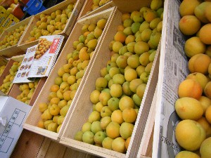 20080712-�{���̔����ł�-_26